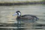 Rotaugenente (Netta erythrophthalma) bei ...  Gilbert Angermann 22.03.2010
