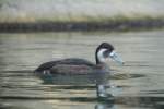Rotaugenente (Netta erythrophthalma) ist ...  Gilbert Angermann 22.03.2010