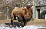 Trampeltiere (Camelus ferus f. ...  Gilbert Angermann 23.03.2010