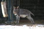 Zwergesel (Equus africanus f. ...  Gilbert Angermann 23.03.2010
