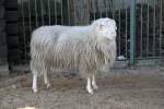 Wei�e Hornlose Heidschnucke = Moorschnucke (1 Fotos)