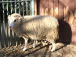 Jakobschaf (3 Fotos)