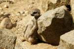 Erdm�nnchen sind ...  Andy Hensel 16.10.2009