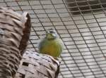 M�nnlicher Mosambikgirlitz (S. mozambicus) ...  Gilbert Angermann 25.03.2010
