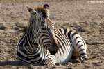 Grevyzebra  ...  Andy Hensel 16.10.2009
