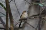 Malabarfas�nchen (Euodice malabarica) am ...  Gilbert Angermann 26.03.2010