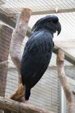 Palmkakadus (Arakakadus) (1 Fotos)