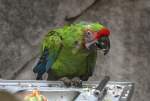 Gro�er Soldatenara (Ara ambiguus) ...  Gilbert Angermann 27.03.2010