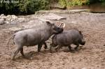 Warzenschweine sind ...  Andy Hensel 16.10.2009