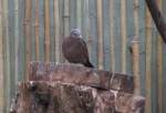 Rostt�ubchen (Columbina talpacoti talpacoti) am 25.2.2010 im Zoo Berlin.  ...