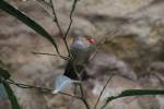 Orangeb�ckchen (Estrilda melpoda) am ...  Gilbert Angermann 28.03.2010