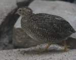 Weibliche Chinesische Zwergwachtel (Coturnix chinensis) am 25.2.2010 im Zoo Berlin. ...