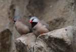 G�rtelgrasfink (Poephila cincta) am ...  Gilbert Angermann 29.03.2010
