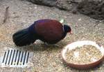 Eine Bronzenacken-Fasantaube (Otidiphaps nobilis nobilis) am 25.2.2010 im Zoo Berlin.
	 ...