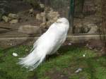 Wei�er Pfau im Tierpark ...  Robert Waldeck 30.03.2010
