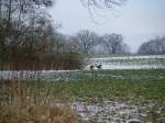 �hsende Rehe   ...