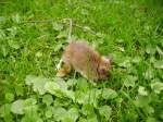 Eine kleine Maus im ...  Daniel Michler 31.03.2010