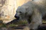 Eisb�r Knut ...  Andy Hensel 17.10.2009