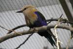 racken-coracias Opalracke oder auch Blaubauchracke (Coracias cyanogaster) am 25.2.2010.