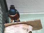 stare Hier wird man von einem Dreifarben-Glanzstar (Lamprotornis superbus) �berwacht. Zoo Berlin am 25.2.2010.
 
