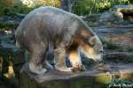 Knut  ...  Andy Hensel 17.10.2009