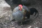 kammhuhner-gallus Das Sonnerat-Huhn (Gallus sonneratii) ist eine Kammhunhnart, welche in Indien vorkommt. Zoo Berlin am 25.2.2010.
