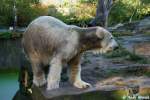 Knut  ...  Andy Hensel 17.10.2009