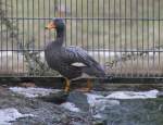 dampfschiffenten-tachyeres Magellan-Dampfschiffente oder Riesendampfschiffente (Tachyeres pteneres) auf Landgang. Diese Halbg�nse kommen aus S�damerika und sind flugunf�hig. Zoo Berlin am 25.2.2010.