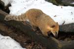 S�damerikanischer Nasenb�r oder auch Gew�hnlicher Nasenb�r (Nasua nasua) beim Klettern ...