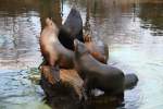 nordpazifische-seelowen-zalophus Eine Gruppe von Kalifornischen Seel�wen (Zalophus californianus)versucht noch die lezten Sonnenstrahlen vor dem Einsetzen der Nacht zu erhaschen. Zoo Berlin am 25.2.2010.