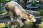 Knut  ...  Andy Hensel 17.10.2009