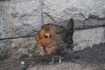 kammhuhner-gallus Henne des Bankivahuhns (Gallus gallus), dem Stammvater der meisten H�hnerrassen. Zoo Berlin am 25.2.2010.