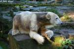 Knut  ...  Andy Hensel 17.10.2009