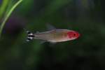 echte-salmler-characidae Der Rotkopfsalmler (Hemigrammus bleheri) ist ein beliebter Aquariumfisch.
