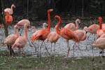 rosa--chileflamingos-phoenicopterus Eine Gruppe von Roten- oder auch Kuba-Flamingos Phoenicopterus ruber) und die etwas kleineren Chileflamingos (Phoenicopterus chilensis) am 9.2.2010 im Zoo Karlsruhe.