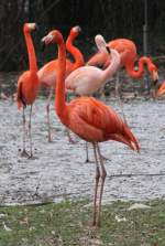 rosa--chileflamingos-phoenicopterus Kuba-Flamingos (Phoenicopterus ruber) im Schnee. Zoo Karlsruhe am 9.2.2010. Diese Flamingos sind eine Unterart des Rosaflamingos.