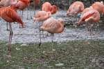 rosa--chileflamingos-phoenicopterus Dieser Chileflamingo (Phoenicopterus chilensis) scheint kalte F��e bekommen zu haben. Zoo Karlsruhe am 9.2.2010.