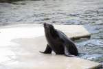 nordpazifische-seelowen-zalophus Dieser Kalifornische Seel�we (Zalophus californianus) pr�ft vieleicht nach, ob es schon etwas zu Fressen gibt. Zoo Karlsruhe am 9.2.2010.
 
