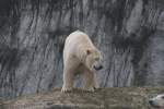 eisbaren-ursus-maritimus Eisb�r am 9.2.2010 im Zoo Karlsruhe. Die Felswand im Hintergrund wirkt wie der Rand eines Gletschers.