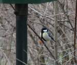 Kohlmeise (Parus major) beim N�hern ans Futterh�uschen. Zoo Karlsruhe am ...