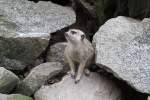Ein Erdm�nnchen (Suricata suricatta) ...  Gilbert Angermann 03.04.2010