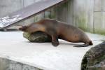 nordpazifische-seelowen-zalophus Man ist mir heute langweilig. Keine Besucher bei dem Wetter. Kalifornischer Seel�we (Zalophus californianus) am 9.2.2010 im Zoo Karlsruhe.
