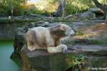  Knut   ...  Andy Hensel 17.10.2009