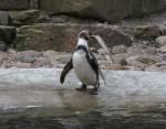 brillenpinguine-spheniscus Ab wann ist der Fisch zu gro�? Humboldt-Pinguin (Spheniscus humboldti) am 9.2.2010 im Zoo Karlsruhe.