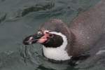 brillenpinguine-spheniscus Schwimmender Humboldt-Pinguin (Spheniscus humboldti) am 9.2.2010 im Zoo Karlsruhe.