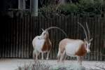 S�belantilopen (Oryx dammah) am ...  Gilbert Angermann 06.04.2010