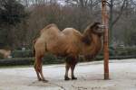 Trampeltiere Ein Trampeltier (Camelus ferus) an der Fellb�rste. Zoo Karlsruhe am 9.2.2010.