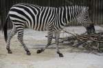 Zebras B�hm-Steppenzebra oder auch Grant-Zebra (Equus quagga boehmi) am 9.2.2010 im Zoo Karlsruhe.