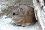 Kurzohrr�sselspringer (Macroscelides) ...  Manfred M�ldner 06.04.2010