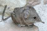 Kurzohrr�sselspringer (Macroscelides) ...  Manfred M�ldner 06.04.2010
